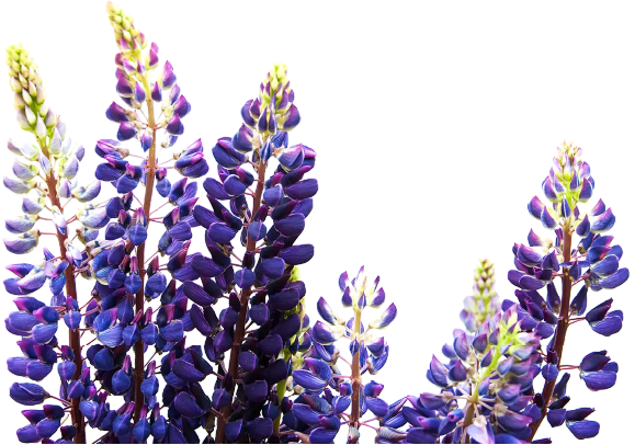 Bluebonnets